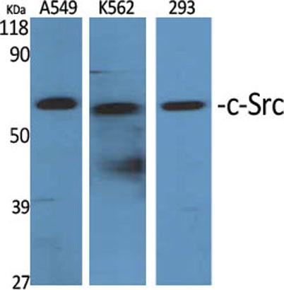 Western Blot analysis of various cells using c-Src Polyclonal Antibody diluted at 1:2000
