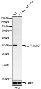 Western blot analysis of lysates from wild type (WT) and SLC7A11/xCT knockdown (KD) HeLa cells using [KD Validated] SLC7A11/xCT Rabbit pAb at 1:1000 dilution.
Secondary antibody: HRP-conjugated Goat anti-Rabbit IgG (H+L) at 1:10000 dilution. Lysates/proteins: 25 μg per lane.
Blocking buffer: 3% nonfat dry milk in TBST.
Detection: ECL West Pico Plus.
Exposure time: 60s.