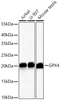 Western blot analysis of various lysates using [KD Validated] GPX4 Rabbit pAb at 1:15000 dilution incubated overnight at 4℃.
Secondary antibody: HRP-conjugated Goat anti-Rabbit IgG (H+L)  at 1:10000 dilution.
Lysates/proteins: 25 μg per lane.
Blocking buffer: 3% nonfat dry milk in TBST.
Detection: ECL West Pico Plus.
Exposure time: 10s.
