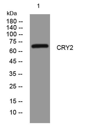 Western blot analysis of lysates from U2OS cells, primary
antibody was diluted at 1:1000, 4°over night