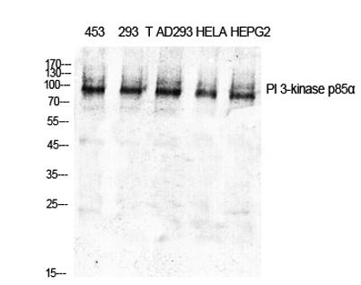 Western Blot analysis of various cells using PI 3-kinase p85α Polyclonal Antibody diluted at 1:1000
