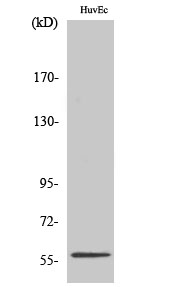 Western Blot analysis of HuvEc cells using PPAR-γ Polyclonal Antibody diluted at 1:1000