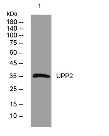 Western blot analysis of lysates from VEC cells, primary antibody was diluted at 1:1000, 4°over night