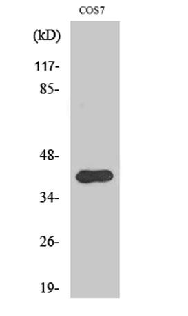 Western Blot analysis of various cells using AMID Polyclonal Antibody