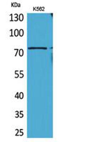 Western Blot analysis of K562 cells using BMAL1 Polyclonal Antibody. Secondary
antibody was diluted at 1:20000 cells nucleus extracted