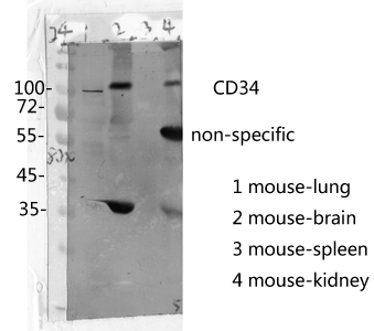 Western Blot anlysis of mouse cells using CD34 Rabbit Polyclonal Antibody
