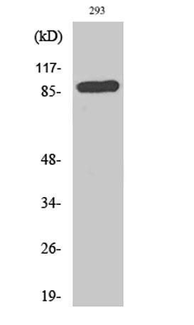 Western Blot analysis of various cells using CD71 Polyclonal Antibody diluted at 1:2000