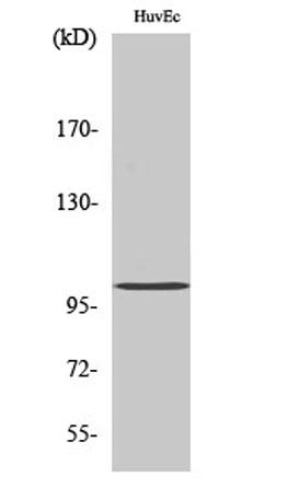 Western Blot analysis of various cells using CLOCK Polyclonal Antibody with a dilution 1:500 -1:1000