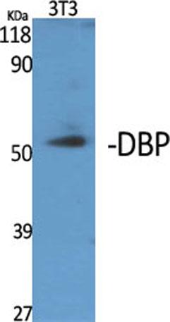 Western Blot analysis of various cells using DBP Polyclonal Antibody with a dilution 1:500 -1:1000