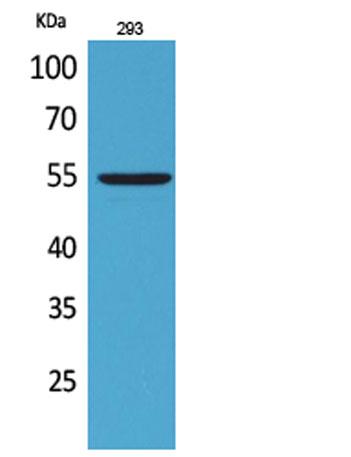 Western Blot analysis of 293 cells using GDF-5 Polyclonal Antibody. Secondary antibody was diluted at 1:20000