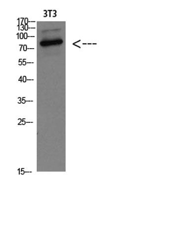 Western blot analysis of 3T3 Cell Lysate, antibody was diluted at 1:1000. Secondary antibody was diluted at 1:20000