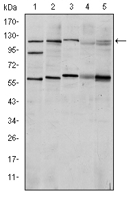 Western blotting validation for Anti-HIF-alpha HIF1A Monoclonal Antibody Western Blot (WB) analysis using HIF-1alpha Monoclonal Antibody against Cos7 (1).