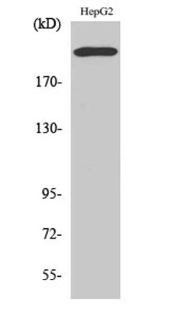 Western Blot analysis of various cells using Integrin β4 Polyclonal Antibody