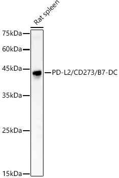 Western blot analysis of Rat spleen, using PD-L2/CD273/B7-DC antibody at1:600 dilution.
Secondary antibody: HRP Goat Anti-Rabbit IgG (H+L) at 1:10000 dilution.
Lysates/proteins: 25μg per lane.
Blocking buffer: 3% nonfat dry milk in TBST.
Detection: ECL West Pico Plus.
Exposure time: 60s.