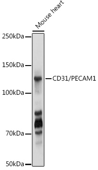 Western blot analysis of lysates from THP-1 cells, using CD31/PECAM1 Rabbit Polyclonal Ab at 1:1000 dilution.
Secondary antibody: HRP-conjugated Goat anti-Rabbit IgG (H+L) at 1:10000
dilution.
Lysates/proteins: 25μg per lane.
Blocking buffer: 3% nonfat dry milk in TBST.
Detection: ECL Basic Kit
Exposure time: 1s.