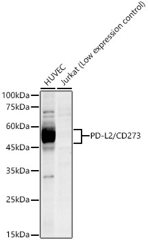 Western blot analysis of various lysates, using PD-L2/CD273 Rabbit mAb  at1:1000 dilution. Secondary antibody: HRP Goat Anti-Rabbit IgG (H+L)  at 1:10000 dilution.
Lysates/proteins: 25μg per lane.
Blocking buffer: 3% nonfat dry milk in TBST.
Detection: ECL West Pico Plus.
Exposure time: 180s.
