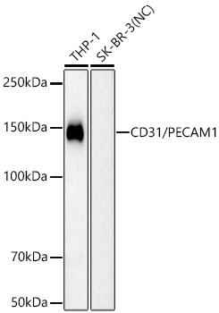 Western blot analysis of various lysates using CD31/PECAM1 Mouse Monoclonal Ab at 1:1000 dilution incubated overnight at 4℃.
Secondary antibody: HRP-conjugated Goat anti-Mouse IgG (H+L) at 1:10000 dilution.
Lysates/proteins: 25 μg per lane.
Blocking buffer: 3% nonfat dry milk in TBST.
Detection: ECL Basic Kit
Negative control (NC): SK-BR-3
Exposure time: 90s.