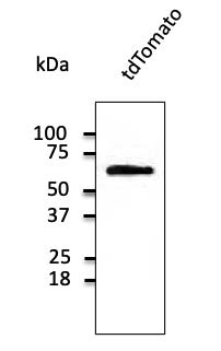 Anti-tdTomato Ab at 1/1,000 dilution; 293HEK cells transfected with cDNA; lysates at 50 μg per lane; rabbit polyclonal to goat IgG (HRP) at 1/10,000 dilution.