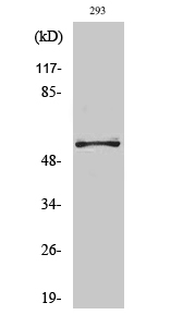 Western Blot analysis of various cells using OPG Polyclonal Antibody diluted at 1:1000