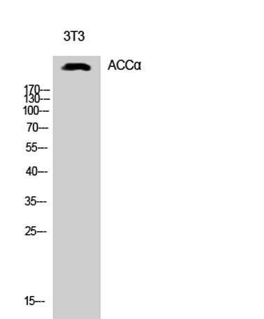 Western Blot analysis of 3T3 cells using ACCα Polyclonal Antibody