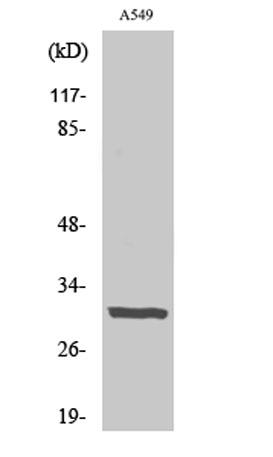 Western Blot analysis of various cells using Adiponectin Polyclonal Antibody diluted at 1:2000