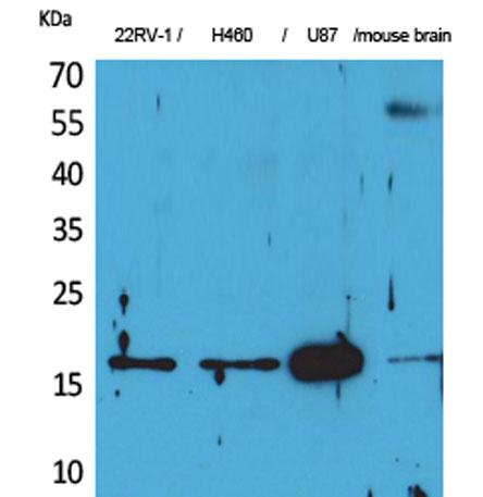 Western Blot analysis of 22RV-1, H460, U87, mouse brain cells using Apelin Polyclonal Antibody. Secondary antibody was diluted at 1:20000
