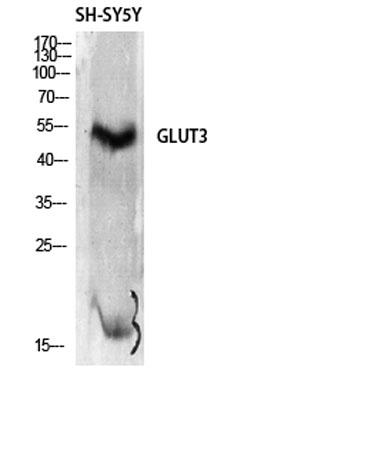 Western Blot analysis of SH-SY5Y cells using Glut3 Polyclonal Antibody diluted at 1:2000