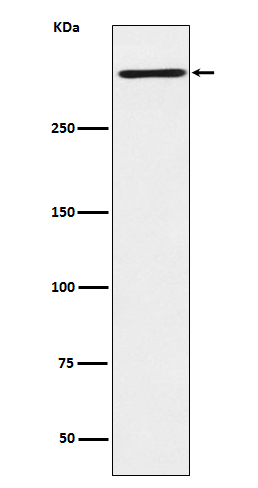 Western blot analysis of Reelin expression in HepG2 cell
lysate.