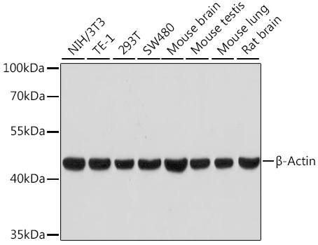 Western blot analysis of various lysates using β-Actin Rabbit mAb at 1:100000 dilution.
Secondary antibody: HRP-conjugated Goat anti-Rabbit IgG (H+L) at 1:10000 dilution.
Lysates/proteins: 25μg per lane.
Blocking buffer: 3% nonfat dry milk in TBST.
Detection: ECL West Pico Plus.
Exposure time: 30s.