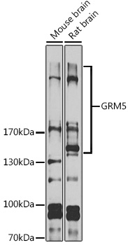 Western blot analysis of various lysates using GRM5 Rabbit pAb at 1:1000 dilution.
Secondary antibody: HRP-conjugated Goat anti-Rabbit IgG (H+L) at 1:10000 dilution.
Lysates/proteins: 25μg per lane.
Blocking buffer: 3% nonfat dry milk in TBST.
Detection: ECLWest Pico Plus.
Exposure time: 1s.