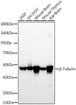 Western blot analysis of various lysates using β-Tubulin Rabbit mAb at 1:5000 dilution.
Secondary antibody: HRP-conjugated Goat anti-Rabbit IgG at 1:10000 dilution.
Lysates/proteins: 25μg per lane.
Blocking buffer: 3% nonfat dry milk in TBST.
Detection: ECL Basic Kit .
Exposure time: 20s.