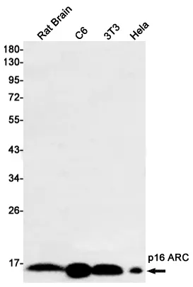 Western blot analysis of p16 ARC in rat Brain, C6, 3T3, Hela lysates using p16 ARC antibody
