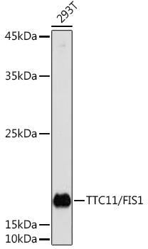 Western blot analysis of lysates from 293T cells, using TTC11/FIS1 Rabbit pAb at 1:1000 dilution.
Secondary antibody: HRP-conjugated Goat anti-Rabbit IgG (H+L)  at 1:10000 dilution.
Lysates/proteins: 25μg per lane.
Blocking buffer: 3% nonfat dry milk in TBST.
Detection: ECL West Pico Plus.
Exposure time: 30s.