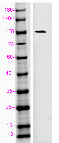 Western blot analysis of 293T using LAMP2 antibody. Antibody was diluted at 1:1000. Secondary antibody was diluted at 1:20000