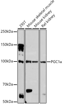 Western blot analysis of various lysates, using PGC1α Rabbit pAb at 1:1000 dilution.
Secondary antibody: HRP-conjugated Goat anti-Rabbit IgG (H+L) at 1:10000 dilution.
Lysates/proteins: 25μg per lane.
Blocking buffer: 3% nonfat dry milk in TBST.
Detection: ECL PICO
Exposure time: 180s.