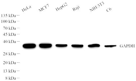 Sample: Protein treated by RIPA Lysis Buffer .Blocking buffer: 3% Nonfat dry milk in TBST, RT, 1 h.Antibody: HRP conjugated anti-GAPDH antibody 1:3000, 4℃ overnight.