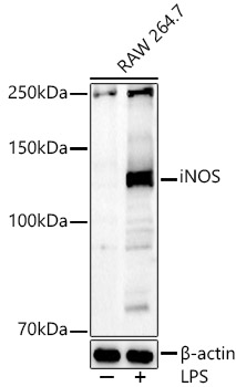 Western blot analysis of lysates from RAW264.7 cells, using iNOS Rabbit pAb  at 1:700 dilution. Raw264. 7 cells were treated with LPS (1 μg/ml) at 37℃ for 8 hours.
Secondary antibody: HRP-conjugated Goat anti-Rabbit IgG (H+L)  at 1:10000 dilution.
Lysates/proteins: 25μg per lane.
Blocking buffer: 3% nonfat dry milk in TBST.
Detection: ECL Basic Kit.
Exposure time: 60s.