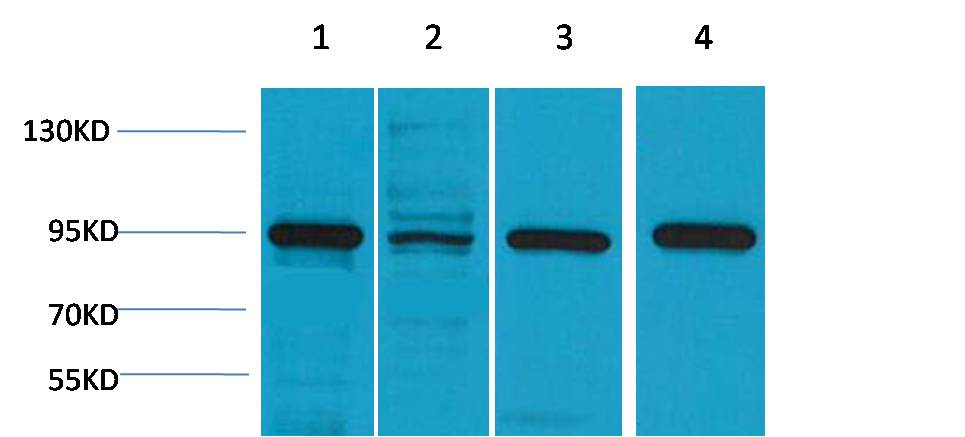 Western blot analysis of 1) Hela, 2)3T3, 3)Mouse Brain, 4) Rat Brain, with HSP90 α Rabbit pAb diluted at 1:2,000.