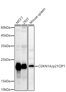 Western blot analysis of various lysates using CDKN1A/p21CIP1 Rabbit pAb at 1:1000 dilution.
Secondary antibody: HRP-conjugated Goat anti-Rabbit IgG (H+L) at 1:10000 dilution.
Lysates/proteins: 25μg per lane.
Blocking buffer: 3% nonfat dry milk in TBST.
Detection: ECL West Pico Plus.    
Exposure time: 180s.