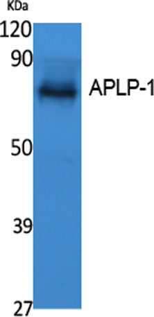 Western Blot analysis of extracts from K562 cells, using APLP-1 Polyclonal Antibody. Secondary antibody was diluted at 1:20000