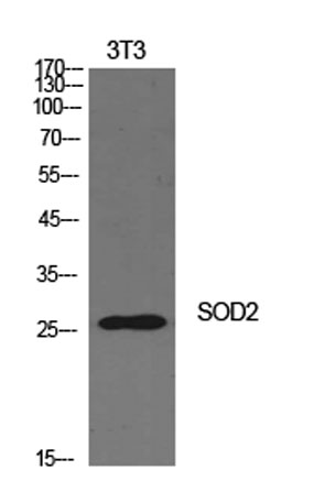Western Blot analysis of NIH-3T3 cells using SOD-2 Polyclonal Antibody. Secondary antibody was diluted at 1:20000