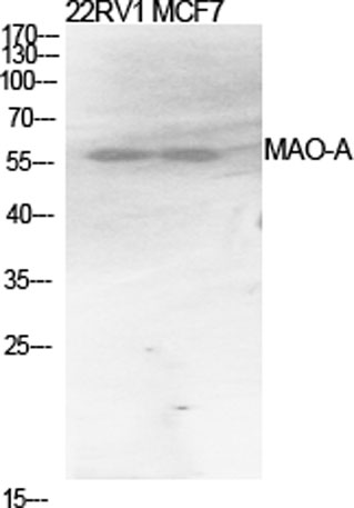 Western Blot analysis of various cells using MAO-A Polyclonal Antibody diluted at 1:1000
