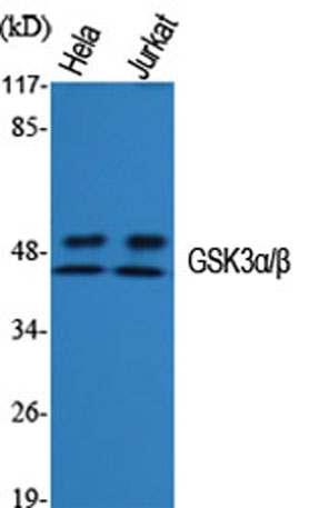 Western Blot analysis of various cells using GSK3α/β Polyclonal Antibody diluted at 1:1000