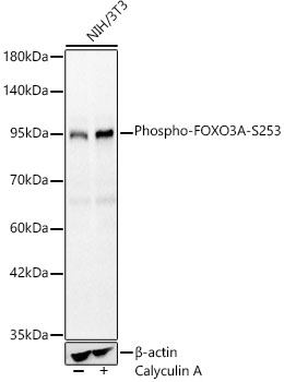 Western blot analysis of lysates from NIH/3T3 cells using Phospho-FOXO3A-S253 Rabbit pAb  at 1:500 dilution. NIH/3T3 cells were treated with Calyculin A (100 nM) at 37℃ for 30 minutes after serum starvation overnight.
Secondary antibody: HRP-conjugated Goat anti-Rabbit IgG (H+L)  at 1:10000 dilution.
Lysates/proteins: 25 μg per lane.
Blocking buffer: 3% nonfat dry milk in TBST.
Detection: ECL West Pico Plus.    
Exposure time: 5s.