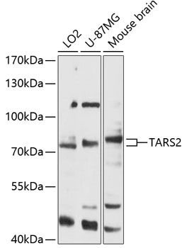 Western blot analysis of various lysates using TARS2 Rabbit pAb  at 1:3000 dilution.
Secondary antibody: HRP-conjugated Goat anti-Rabbit IgG (H+L)  at 1:10000 dilution.
Lysates/proteins: 25μg per lane.
Blocking buffer: 3% nonfat dry milk in TBST.
Detection: ECL West Pico Plus.
Exposure time: 30s.