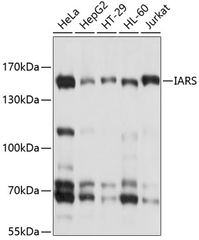 Western blot analysis of various lysates using IARS Rabbit pAb  at 1:1000 dilution.
Secondary antibody: HRP-conjugated Goat anti-Rabbit IgG (H+L) at 1:10000 dilution.
Lysates/proteins: 25μg per lane.
Blocking buffer: 3% nonfat dry milk in TBST.
Detection: ECL West Pico Plus.
Exposure time: 1s.
