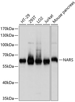 Western blot analysis of various lysates using NARS Rabbit pAb at 1:1000 dilution.
Secondary antibody: HRP-conjugated Goat anti-Rabbit IgG (H+L) at 1:10000 dilution.
Lysates/proteins: 25μg per lane.
Blocking buffer: 3% nonfat dry milk in TBST.
Detection: ECL West Pico Plus.
Exposure time: 3s.