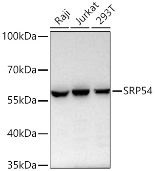 Western blot analysis of various lysates using SRP54 Rabbit mAb  at 1:4000 dilution incubated overnight at 4℃.
Secondary antibody: HRP-conjugated Goat anti-Rabbit IgG (H+L) at 1:10000 dilution.
Lysates/proteins: 25 μg per lane.
Blocking buffer: 3% nonfat dry milk in TBST.
Detection: ECL West Pico Plus.
Exposure time: 60 s.