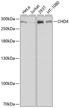 Western blot analysis of various lysates using CHD4 Rabbit pAb at 1:1000 dilution.
Secondary antibody: HRP-conjugated Goat anti-Rabbit IgG (H+L) at 1:10000 dilution.
Lysates/proteins: 25μg per lane.
Blocking buffer: 3% nonfat dry milk in TBST.
Detection: ECLWest Pico Plus.
Exposure time: 30s.
