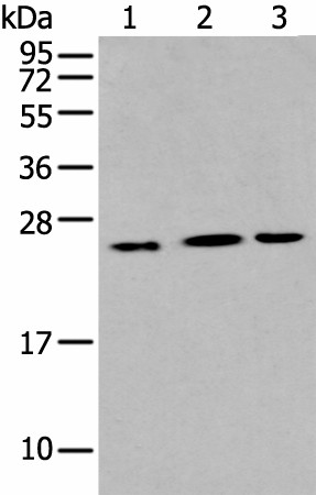Western blot analysis of Hepg2 Hela and A549 cell using IL6 Polyclonal Antibody at dilution of 1:400